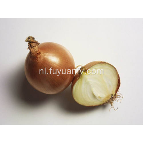 Professional Export New Season Fresh Yellow Onion